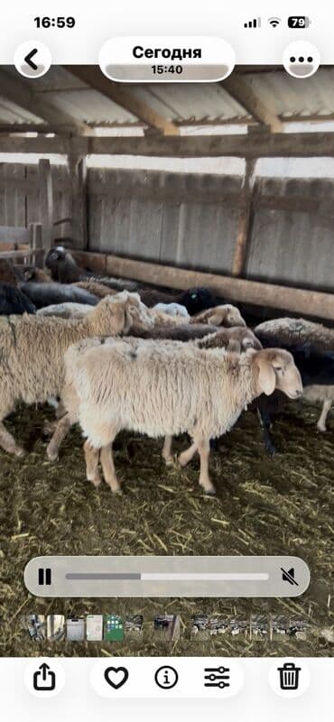 купить собаку хмонг: Продаю | Овца (самка) | Полукровка — 5