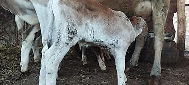 питбуль кабель: Продаю | Музоо, торпок | На откорм — 3