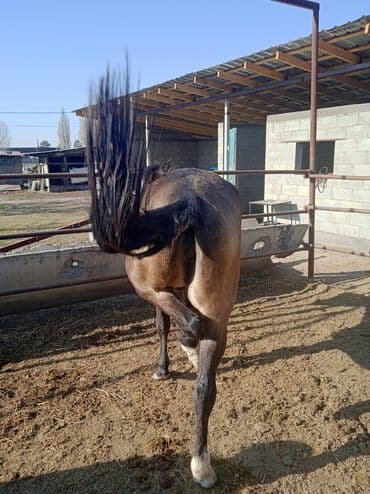 Собаки: Продаю | Кобыла (самка) | Рабочий — 1