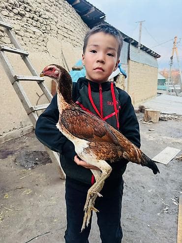 чика тай: Продаю | Петух | Бойцовая | Для разведения — 1