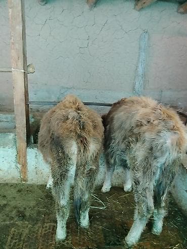 ат араба сатылат: Сатам | Кунаажын | Аргын, Алатоолук | Көбөйтүү үчүн | Музоологондон кийин — 2