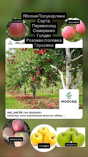 mini projector: Продаются плодовые все виды деревьев яблоня,персик,груша,слива итд а — 6