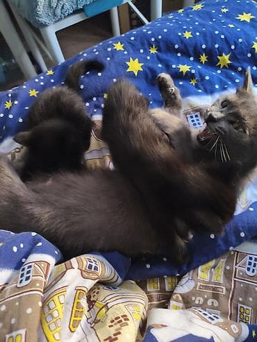 хвостики: Котята от домашней кошки - Котята на фото вместе с мамой-кошкой. - — 1
