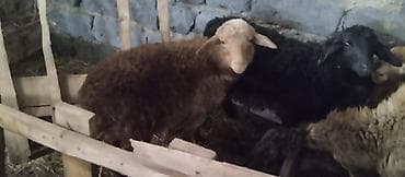 питбуль в караколе: Продаю | Овца (самка) | Для разведения — 1