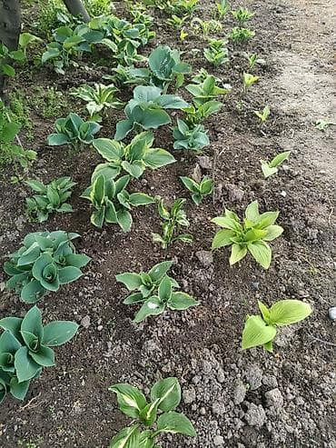 Хосты — декоративные многолетники, делёнки с грядки коллекции. -