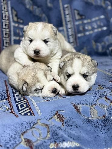 Услуги ветеринара: В продаже, щенки Хаски для раннего бронирования Д/Р 25/01/26. Помёт из — 2