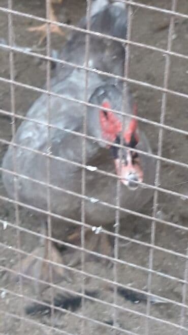 Цесарки серого (жемчужного/лавандового) окраса - Домашняя птица