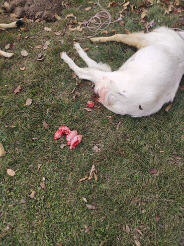 Иттер: Ветеринар на выезд УЗИ все ветеринарные услуги консультация — 2