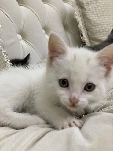 котята сфинкса: Котята домашние, игривые и ласковые - Возраст: 1,5месяца (малыши — 6