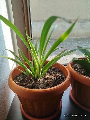 таймер для воды: Антуриум (Anthurium andreanum) в горшке. - Эффектные восковидные — 3