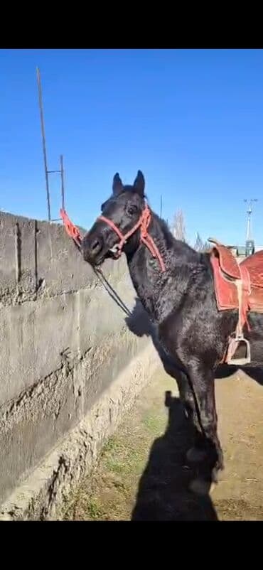 спаниель охотничий: Продаю | Жеребец | Рабочий — 3