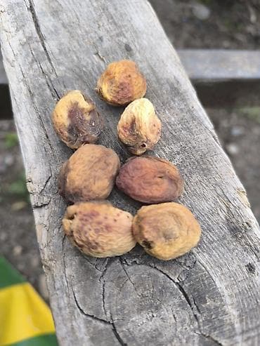 абрикос: Баткенской кургатылган натуральный орук как бар 1 тона только Оптом — 1