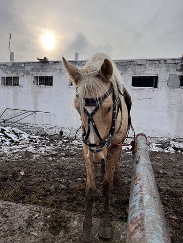 Айыл-чарба жаныбарлары: Сатам | Байтал | Жумушка — 2