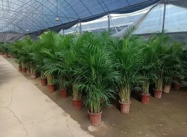 мандарин дерево: Пальмы Дипсис Монстеры, Бадьян Аннисовый,Корица, Стрелиция — 2