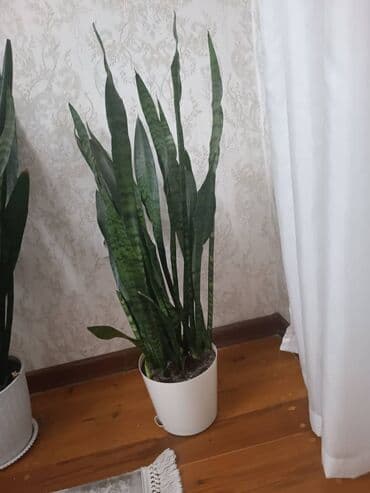 Внимание продаю комнатные растения в горшках (ПОДХОДЯТ ДЛЯ ОЧИСТКИ