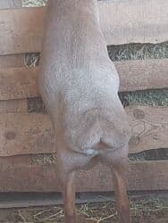 дом для животных: Кочкоры Арашаны линия Широкого разрез хвоста есть 5 месец по матери — 12