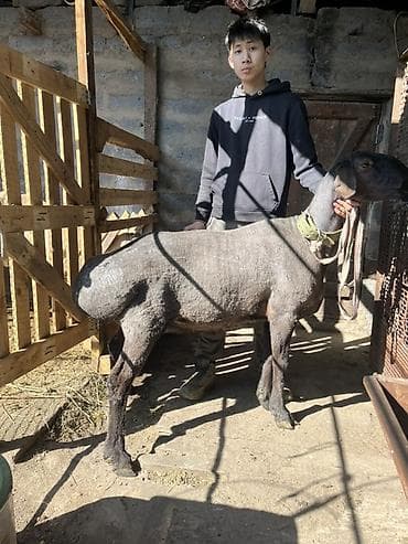 кары несушки: Продаю | Овца (самка) | Для разведения, Для шерсти — 2