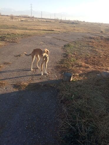 собаки шпицы цена: Продажа собак — 3