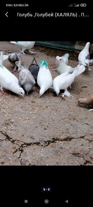 корм для птенцов волнистых попугаев: ГолубьГолубей (ХАЛЯЛЬ) . Продаю голубей есть пародистыеесть на — 2