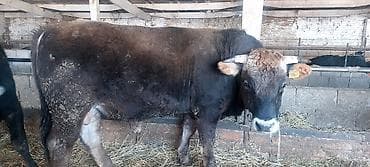 Кемирүүчүлөр: Сатам | Бука (эркек) — 1