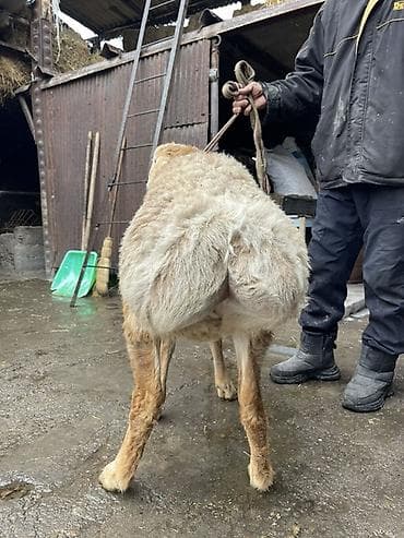 полша ат: Продаю | Баран (самец) | Арашан | На забой, Для разведения — 2