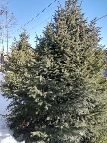 Саженцы деревьев: Ели