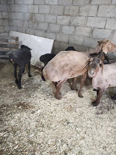 Лошади, кони: Продаю | Овца (самка) | Для разведения | Матка — 5