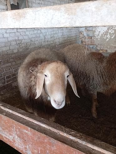 машинка для овца: Продаю | Овца (самка) | Для разведения — 1