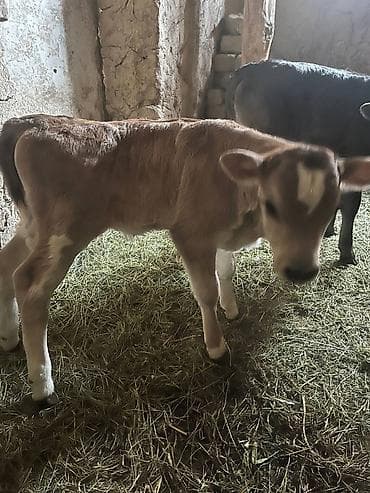 Другие животные: Продаю | Музоо, торпок | Алатауская | На откорм | Искусственник — 5