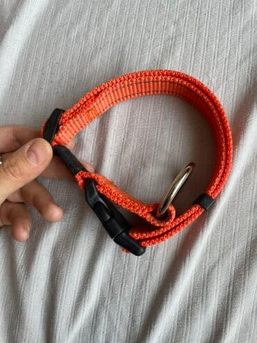 купить ошейник для щенка: Ошейник для собак оранжевого цвета, выполненный из прочного нейлона — 1
