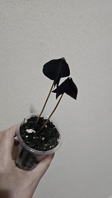 чон арыке: Кислица
Оксалис 
oxalis 
🦋 
бабочка — 5