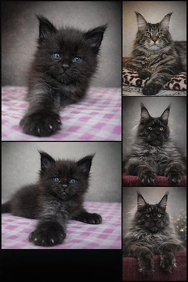 кашачий корм: Мейн-кун — окрас: черный (солид) ПОСЛЕДНИЙ МАЛЬЧИК ШИКАРНЫЙ — 3