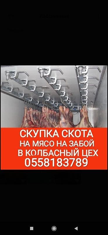 Куплю | Коровы, быки, Лошади, кони, Другие с/х животные | Любое состояние, Круглосуточно, Забитый at lalafo.kg Куплю | Коровы, быки, Лошади, кони, Другие с/х животные | Любое состояние, Круглосуточно, Забитый