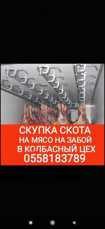 продаю животных: Куплю | Коровы, быки, Лошади, кони, Другие с/х животные | Круглосуточно, Любое состояние, Забитый — 1
