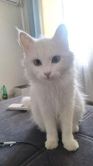 египетская кошка: Ищу кота породы Турецкая Ангора для вязки. На фото кошка Йоко — 3