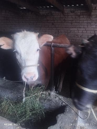 Продаю | Тёлка | Швицкая, Симментальская | Для разведения | Привязанные