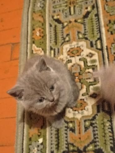 Кошки: Продаются Шатландские катята г ош — 4