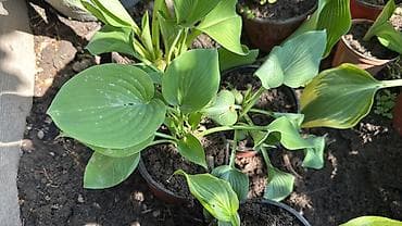отургучтар бу: Https://t.me/blooming_garden_kg Редкие и эффектные декоративные — 9