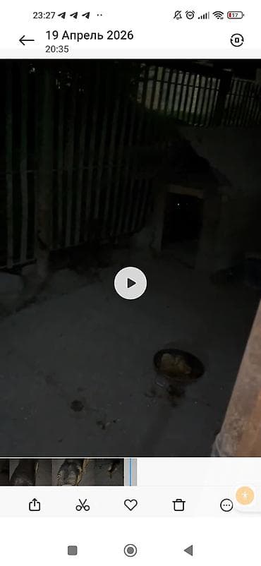 собака беловодск: Немецкая овчарка, 1 год, Самец — 7