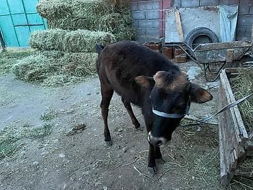 сколько стоит кошка в бишкеке: Продаю | Тёлка | Полукровка | На откорм | Привязанные — 3