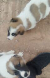 американский булли бишкек: Собака даром: Дворняжка, 2 месяца, Самка — 5