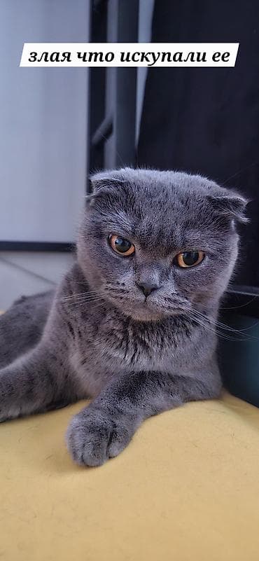 коротколапые коты цена: Вязка: Британская короткошёрстная, Девочка, 2 года, С прививками — 1