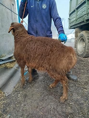 лабрадор голден ретривер купить: Продаю | Ягненок, Баран (самец) | Арашан | Для разведения — 9