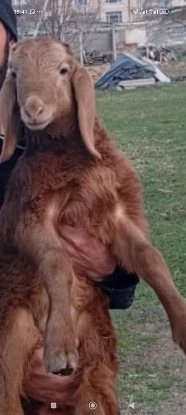 Продаю | Ягненок | Для разведения