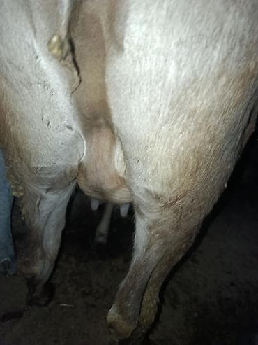 сасновка уй: Продаю | Корова (самка) | Для молока — 6