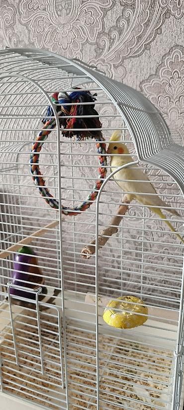 Попугай корелла с большой клеткой, ширина 40, высота 57. Мальчик, 8