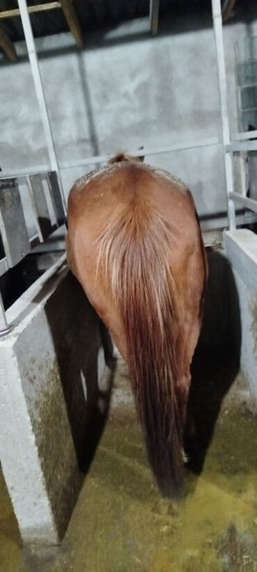 продажа собак чихуахуа: Продаю | Кобыла (самка) | На забой, Для разведения, Рабочий — 9