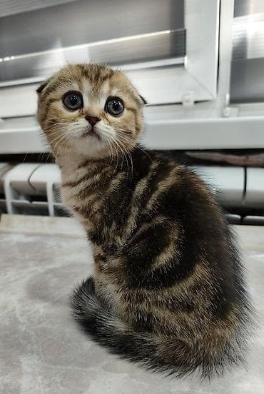 сиамские котята: Манчкин, 2 месяца, Девочка — 2