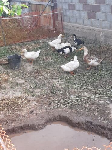 продам козу дойную: Өрдөк 5 штук Бройлер — 4