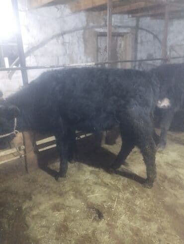 бык бык: Продаю | Бык (самец) | На откорм — 5